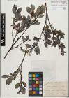 Foto von Salix glabra Scop.